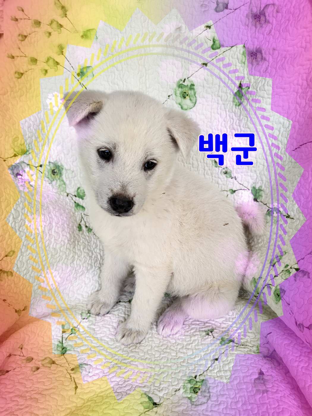 믹스견 이미지 파일 입니다.